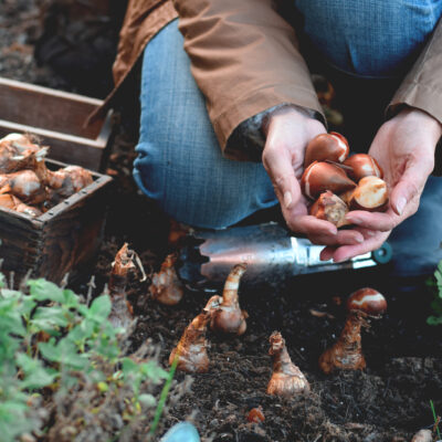 Woman,Is,Planting,Spring,Flowering,Bulbs,In,A,Garden,In